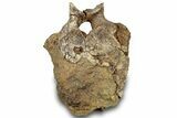 Hadrosaur (Edmontosaurus) Anterior Caudal Vertebra - Wyoming #316930-1